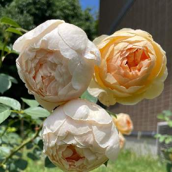 バラ ジュード・ジ・オブスキュアの画像 by yuさん | ばら バラ 薔薇とバラ ジュード・ジ・オブスキュアと花壇と庭作りと可愛いと花のある暮らしと薔薇♪と地植え