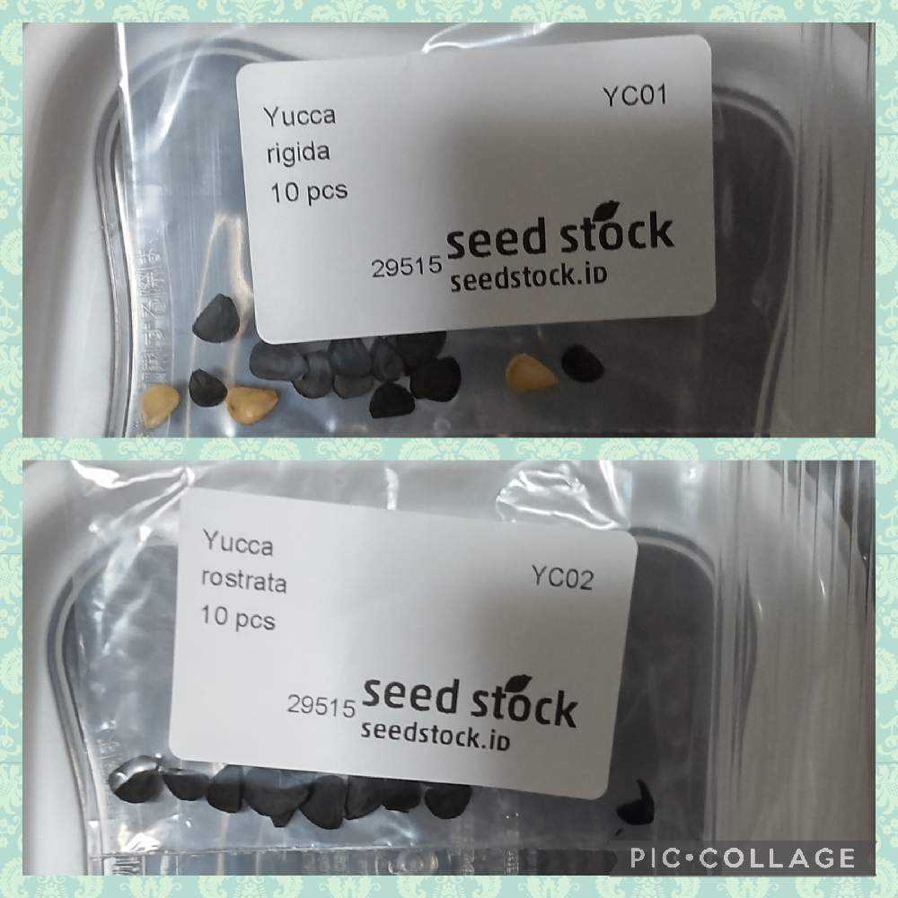 2月入荷 500粒+ ユッカ リギダ 種 種子 証明書あり 2月入荷