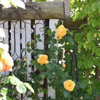 グラハムトーマスの画像 by fuuhakuさん | 小さな庭とばら バラ 薔薇と庭の花と花壇とGS映えとGS日和と植中毒とイングリッシュ・ローズと新潟とグラハムトーマス