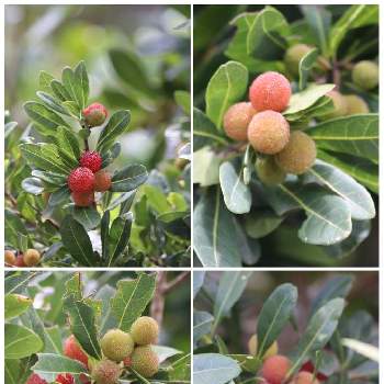 自生する植物の画像 by ピーモモさん | お出かけ先とヤマモモと沖縄と自生する植物とヤンバルと自生の果樹