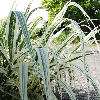 ダンチク の投稿画像一覧 Greensnap グリーンスナップ