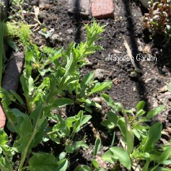 二年草の画像 by なごこさん | 小さな庭とエリンジウム ブルーグリッターと二年草と花のある暮らしと種活とわれら17年組