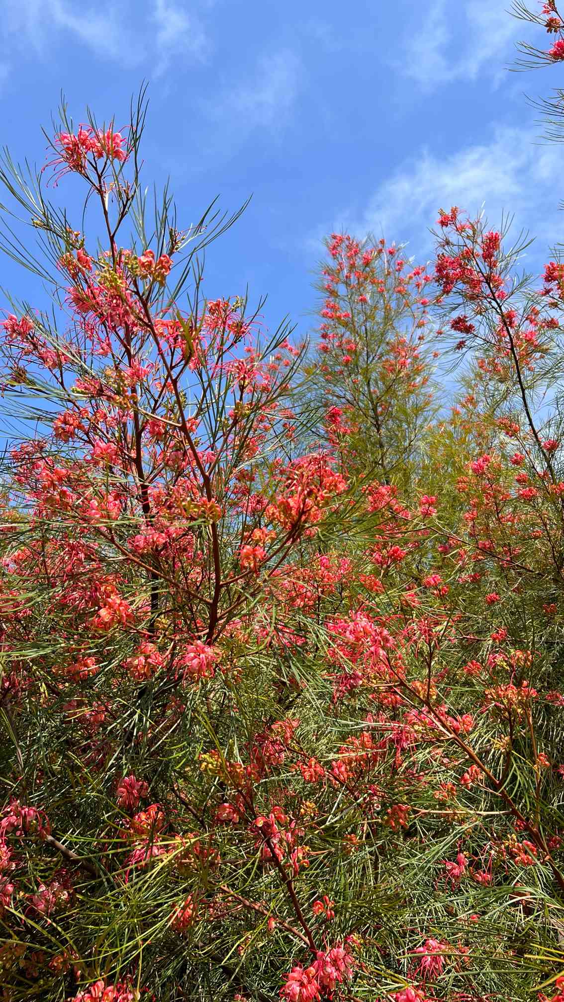 グレビレア ロンギスティーラ エレガンス 中株 植え替え済 - 植物/観葉植物