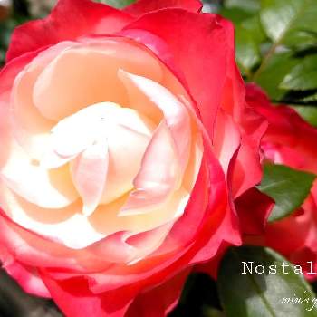 ノスタルジーの画像 by miuさん | ノスタルジーと育てる楽しみとばら バラ 薔薇と花のある暮らしとかわいいな♡