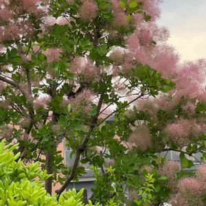 ピンクの花,花散歩,モフモフ,季節の花,屋上庭園の画像