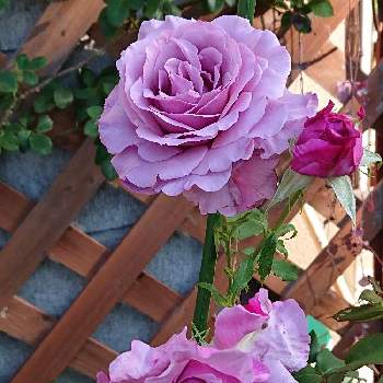 今日のバラの画像 by 山ちゃんさん | シークレットパフュームとおうち園芸と今日のバラと鉢植えと花のある暮らしと我が家のバラと強香