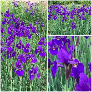田圃風景の画像 by はーにゃんさん | アヤメと紫色の花と田圃風景と植物との生活