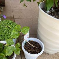 コシアブラの育て方 苗の植え付けや種まきの時期は 栽培はむずかしい Greensnap グリーンスナップ