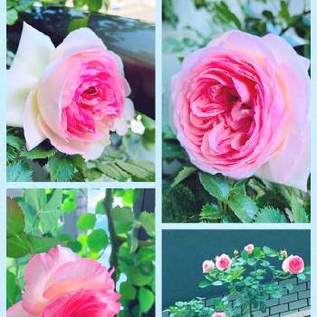 ピエール  ドゥ  ロンサールの画像 by Keiさん | バルコニー/ベランダとベランダつるバラとピエール  ドゥ  ロンサールとばら バラ 薔薇と休日と休日を楽しむ♪とばら 薔薇 バラと繋がりに感謝✨