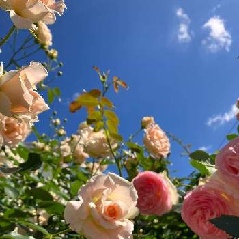 ロココの画像 by mizzaさん | 小さな庭とロココとガーデニングと花のある暮らしとばら バラ 薔薇とおうち園芸
