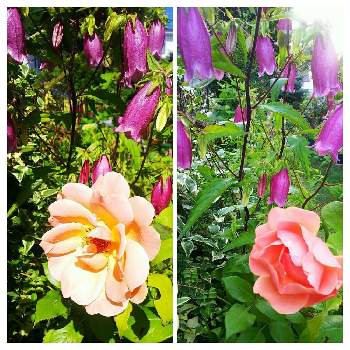 ホタルブクロ♡の画像 by クッキーさん | 小さな庭とホタルブクロ♡とバラはいいなぁと薔薇・バラ・ばらと薔薇 ロイヤルサンセット♪と寄せ植えが好きと小さなお庭と可愛いね♡