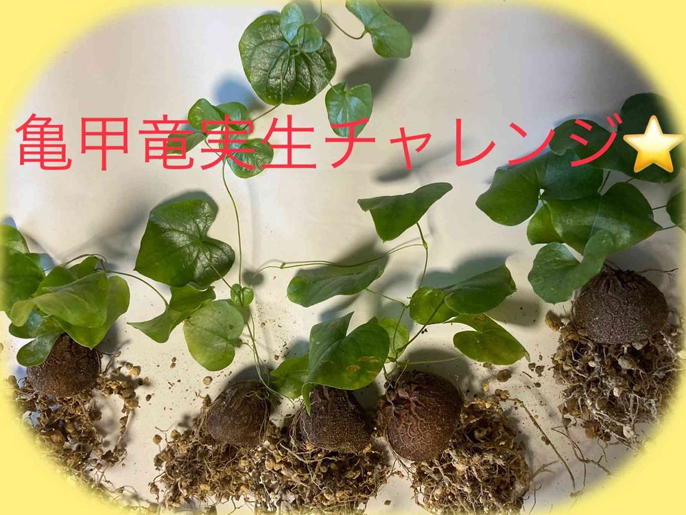 実生 ディオスコレア 亀甲竜の一歳までの記録（再更新版 