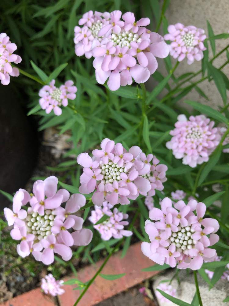 イベリス キャンディタフト の投稿画像 By ケントさん 毎日ピンクの日とピンクの花と散歩とピンクワールドへ ようこそと乙女色クラブと春色ピンクと毎日ピンクの日とピンクの花と散歩とピンクワールドへ ようこそと乙女色クラブと春色ピンク 22月5月29日
