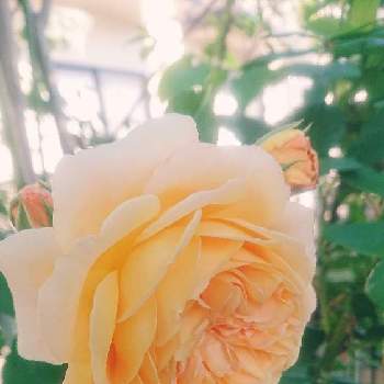 バラクラウンプリンセスマルガリータの画像 by がめちゃんさん | 小さな庭と今日のお花と今日の植物とバラクラウンプリンセスマルガリータ
