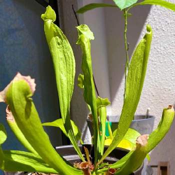 食虫植物 サラセニアの画像 by セイロンさん | バルコニー/ベランダとアボカドとサラセニア、と食中植物とアボカド栽培とポトス♪と食虫植物 サラセニア