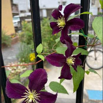 ムラサキ色がキレイの画像 by tamagopanさん | 小さな庭とクレマチス ジゼラと花のある暮らしとムラサキ色がキレイと クレマチスと美しい色と愛しの紫
