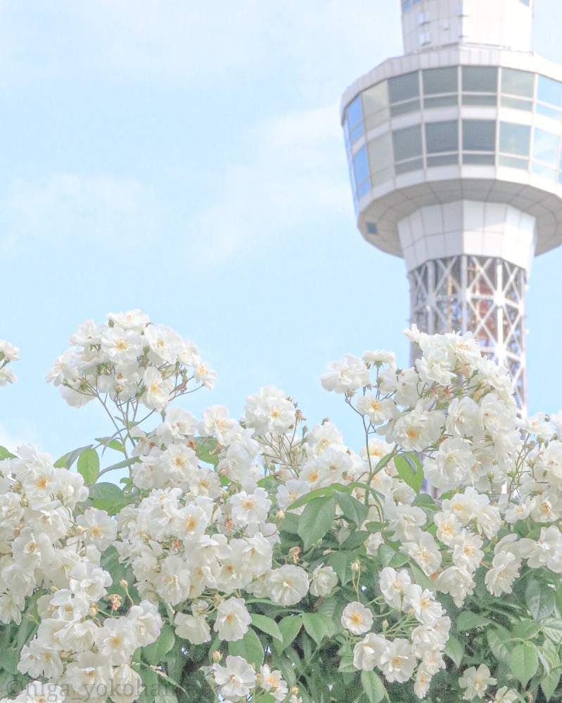 ヒガ君さんの港の見える丘公園へのレポート