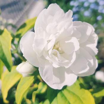 葉色が美しいの画像 by rayさん | 葉色が美しいと寒さに強いと庭の花と次々開花♪とホワイトガーデンと白い花