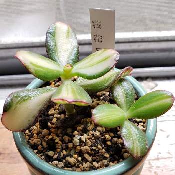 桜花月錦の投稿画像一覧 Greensnap グリーンスナップ