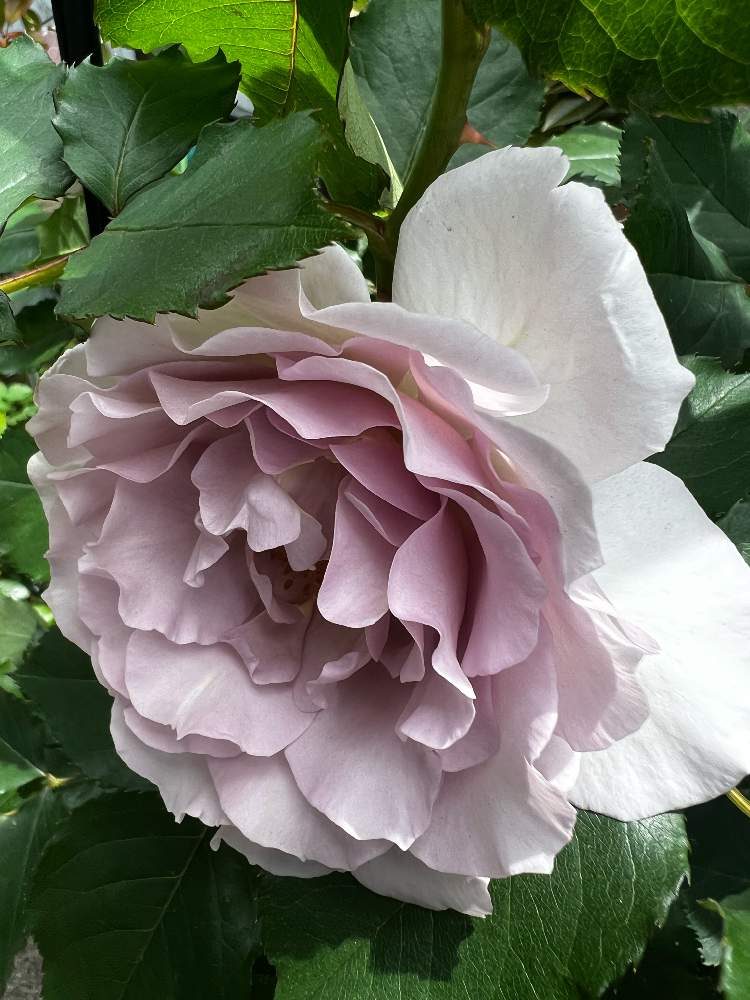 小さな庭の投稿画像 By かんさん ばら バラ 薔薇とバラ ニューウェーブとばら バラ 薔薇とバラ ニューウェーブ 22月5月29日 Greensnap グリーンスナップ Greensnap グリーンスナップ