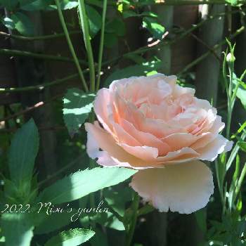 プリンセス シャルレーヌ ドゥ モナコの画像 by misaさん | 小さな庭とバラとプリンセス シャルレーヌ ドゥ モナコとHTCと植物のある暮らしとフォロワーさん(*´∀｀)ﾉ ありがとぅ♪と千葉県と薔薇愛同盟と花壇とナチュラルガーデンとGSのみなさんに感謝♡と植中毒とバラと夢CLUBと❤️いいね、ありがとうと無農薬と花のある暮らしとお庭とバラ・ミニバラと頑張れ❗️日本