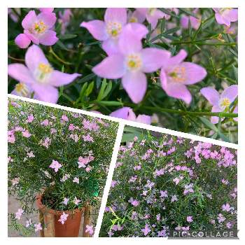 ボロニアピナータ,たくさん咲きました！,バルコニー/ベランダの画像