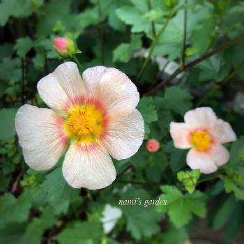 5月の花の画像 by namiさん | 小さな庭とマルバストラムと5月の記録と緑のある暮らしと5月の花と5月の庭と花のある暮らしと小さなお庭
