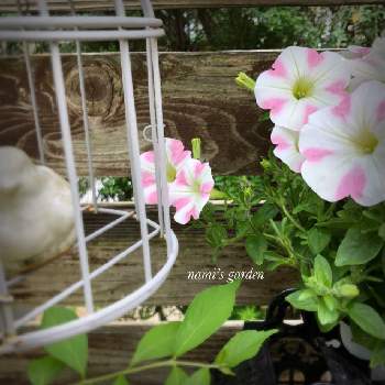 5月の花の画像 by namiさん | 小さな庭とペチュニアと5月の記録と緑のある暮らしと5月の花と5月の庭と花のある暮らしと小さなお庭