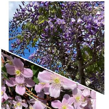 藤の花の画像 by はぴこさん | お出かけ先とクレマチスと藤の花と散歩中と北海道とガーデニング初心者とウォーキング中
