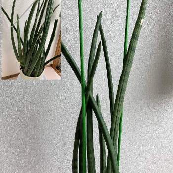 サンスベリア キリンドリカ,多肉植物,植え替え,サンスベリア属,窓辺の画像