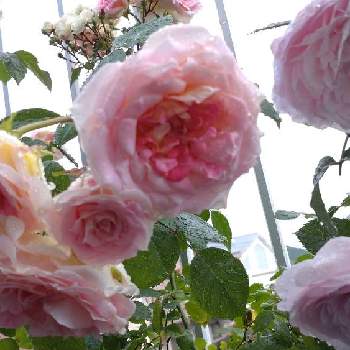 オリビアローズ オースチンの画像 by はるちっちさん | シーザーとオリビアローズ オースチンと鉢バラとばら バラ 薔薇と薔薇 バラ ばらとバラ 鉢植えとイングリッシュ・ローズと鉢植えとガーデニングと花のある暮らしと薔薇♪とバラ・ミニバラとバラを楽しむとバラ苗