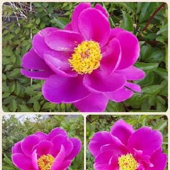 ピンクは大好きな色〜♡の画像 by ノッコちゃんさん | 小さな庭とボタンと可憐な花と大切な癒やしと可愛い❤と可愛い花とピンクのサボテンのはなとおきにいり ♡とピンクは大好きな色〜♡とお花畑    と♥︎すてき♥︎と花のある暮らし