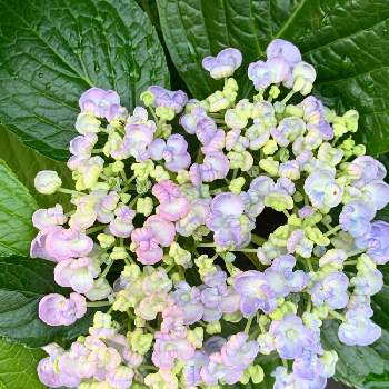 おたふく紫陽花 の投稿画像一覧 Greensnap グリーンスナップ おたふく紫陽花 の投稿画像一覧 Greensnap グリーンスナップ