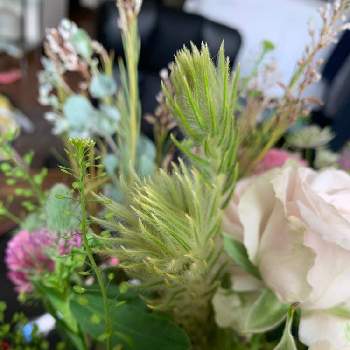 フィリカの投稿画像一覧 Greensnap グリーンスナップ フィリカの投稿画像一覧 Greensnap グリーンスナップ