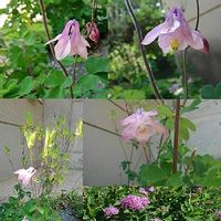 オダマキ,シモツケ ,観葉植物,ピンクの花,森林の画像