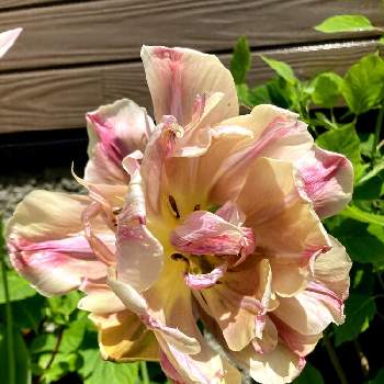 チューリップ ラベルエポックの投稿画像一覧 Greensnap グリーンスナップ