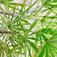 観葉植物,Rhapis,緑のある暮らし,成長記録,カンノンチク属の画像