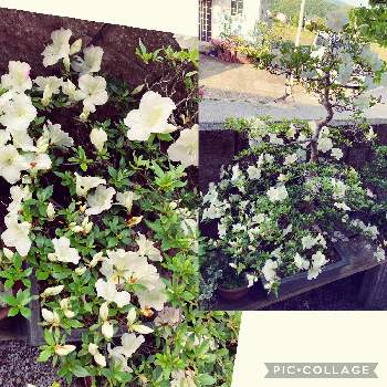 サツキ盆栽の画像 by tomokoさん | 玄関とサツキと素敵✨✨✨と大好きと花いろいろと白い花と綺麗✨とサツキ盆栽
