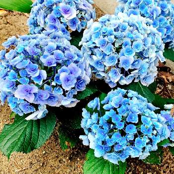 紫陽花の風景の投稿画像一覧 Greensnap グリーンスナップ