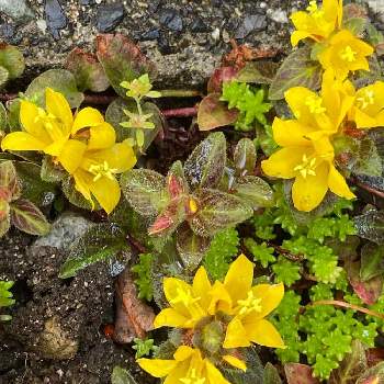 駐車場コンクリート目地の投稿画像一覧 Greensnap グリーンスナップ 駐車場コンクリート目地の投稿画像一覧 Greensnap グリーンスナップ