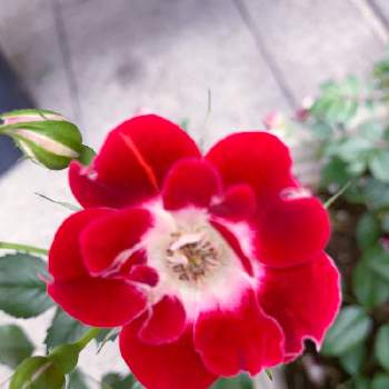紅い花の画像 by EMIさん | お出かけ先と赤い花とお散歩と花のある暮らしと横浜イングリッシュガーデンと紅い花とガーデンネックレス横浜2022コンテスト