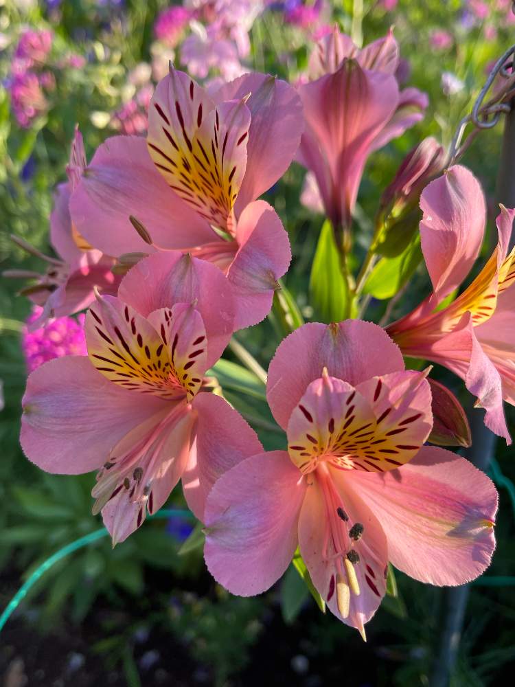 アストロメリアの投稿画像 By ベィリーさん 小さな庭と朝のお庭で と感謝と花いろいろと花のある暮らしと今日のトキメキと朝のお庭で と感謝と花 いろいろと花のある暮らしと今日のトキメキ 22月5月29日 Greensnap グリーンスナップ Greensnap