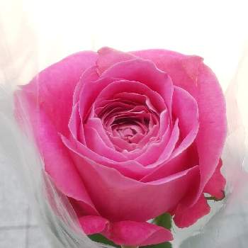 ハナノヒの画像 by y312fさん | お出かけ先とバラ、薔薇、ばらとバラとバラ オールフォーラブと花の日チームとハナノヒとフラワークとコロナに負けるな！と一人一花と一人一花運動@福岡市と日比谷花壇のサブスクと花のある暮らし