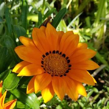 5月の花の画像 by ocarina0905さん | お出かけ先とガザニアとスマホ撮影と公園とGS映えとオレンジの花と5月の花と花のある暮らしとチーム福岡