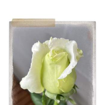 白い薔薇♡の画像 by カットニス♡さん | バルコニー/ベランダとヨハネ パウロ2世と白い薔薇♡と薔薇愛同盟と薔薇に魅せられてと癒しとつぼみと薔薇初心者と薔薇♪