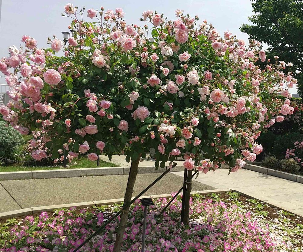 ラブローズさんの山下公園への投稿