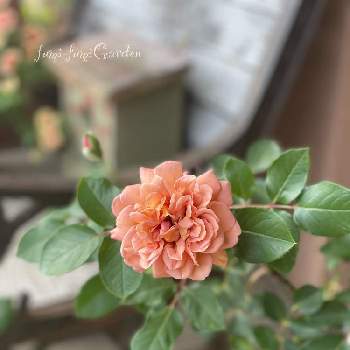 薔薇 マロンの投稿画像一覧 Greensnap グリーンスナップ