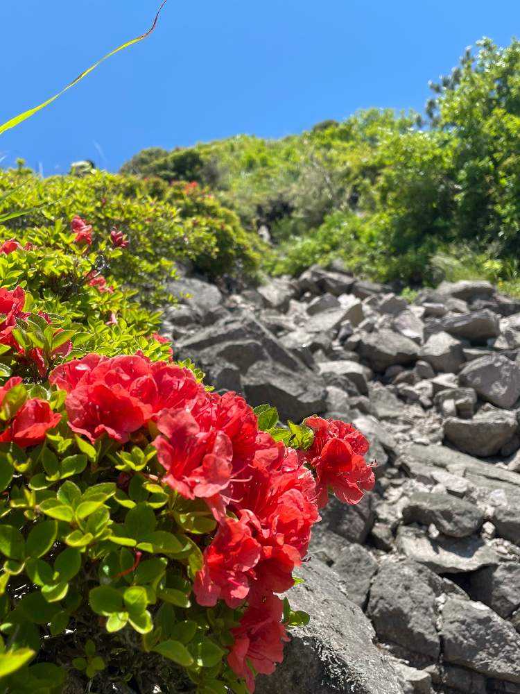 ダイセンクワガタに逢いに鳥取大山ではなく島根三瓶山へ｜🍀GreenSnap（グリーンスナップ）