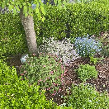忘れな草の画像 by ブルーネストさん | 小さな庭とユキノシタ(だったかな？)とホスタ　ぎぼうしとプルモナリアと忘れな草とセージとピンクの花と半日影と青い花とおうち園芸とハーブとガーデニングと白い花