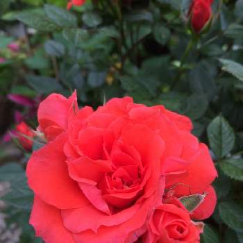 レッド系の画像 by Lさん | 小さな庭と☀️.°とばら バラ 薔薇とレッド系と鉢植えと花のある暮らしと薔薇♪